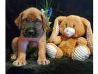 Mastiff Puppy for sale in Morriston, FL, USA