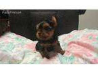 Yorkshire Terrier Puppy for sale in Knoxville, TN, USA