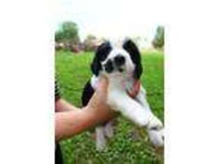 English Springer Spaniel Puppy for sale in Meridianville, AL, USA