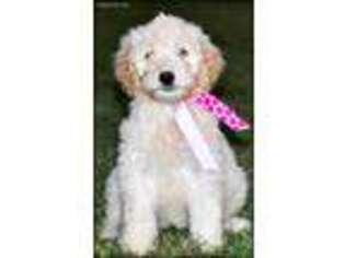 Goldendoodle Puppy for sale in Greenbrier, AR, USA