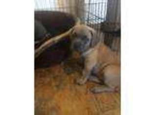 Cane Corso Puppy for sale in Montville, OH, USA
