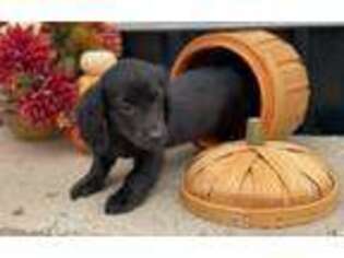 Dachshund Puppy for sale in Heavener, OK, USA