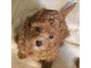 Cavapoo Puppy for sale in Lexington, MA, USA