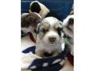 Australian Shepherd Puppy for sale in Joshua, TX, USA