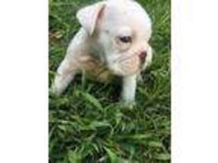 Bulldog Puppy for sale in Madisonville, KY, USA