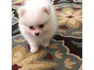 Pomeranian Puppy for sale in Haines City, FL, USA