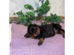 Doberman Pinscher Puppy for sale in Jacksonville, NC, USA