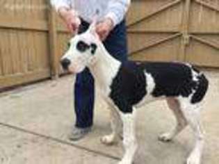 Great Dane Puppy for sale in Evergreen, CO, USA