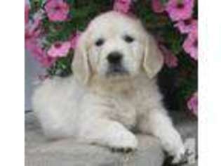 Golden Retriever Puppy for sale in CRYSTAL, MI, USA