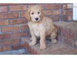 Goldendoodle Puppy for sale in Fort Collins, CO, USA