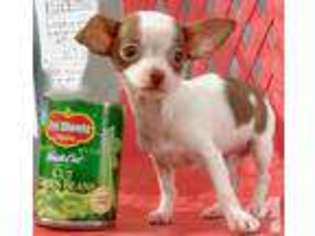 Chihuahua Puppy for sale in LOVELAND, CO, USA