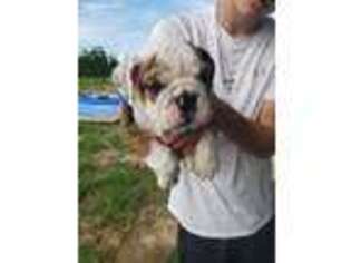 Bulldog Puppy for sale in Byron, GA, USA