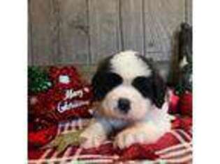 Saint Bernard Puppy for sale in Cedar Bluffs, NE, USA
