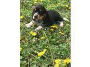 Beagle Puppy for sale in Mount Vernon, MO, USA