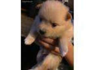 Pomeranian Puppy for sale in Lynnwood, WA, USA