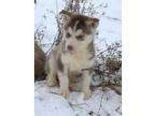 Siberian Husky Puppy for sale in Wooster, OH, USA