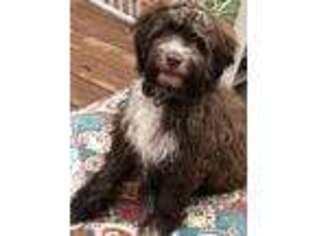 Labradoodle Puppy for sale in Wendell, NC, USA