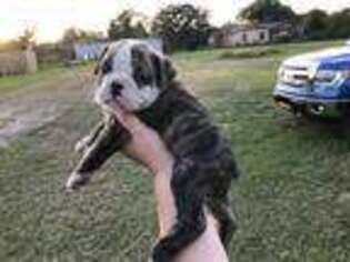 Olde English Bulldogge Puppy for sale in Plant City, FL, USA