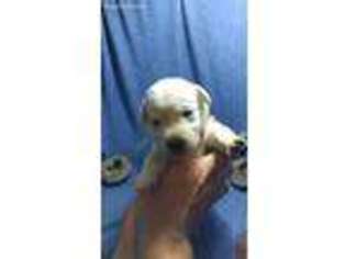 Labrador Retriever Puppy for sale in Lowell, IN, USA
