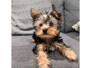 Yorkshire Terrier Puppy for sale in Costa Mesa, CA, USA