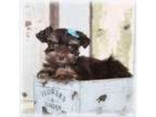 Mutt Puppy for sale in Brigham City, UT, USA
