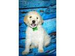 Goldendoodle Puppy for sale in Maysville, OK, USA
