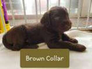 Labradoodle Puppy for sale in Woodruff, SC, USA