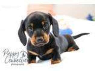 Dachshund Puppy for sale in Topeka, IN, USA