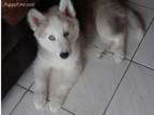 Alaskan Husky Puppy for sale in Miami, FL, USA