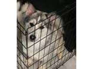 Siberian Husky Puppy for sale in Miami, FL, USA