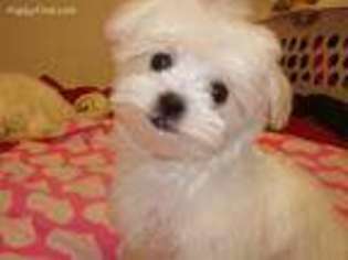 Maltese Puppy for sale in Ottawa, IL, USA