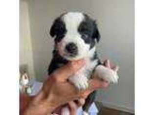 Miniature Australian Shepherd Puppy for sale in Largo, FL, USA