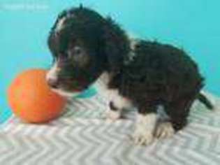 Mutt Puppy for sale in Bedford, IN, USA