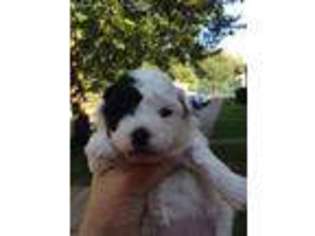 Mutt Puppy for sale in Ravenswood, WV, USA