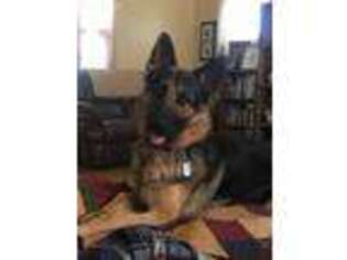 German Shepherd Dog Puppy for sale in Moberly, MO, USA