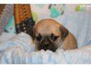 Puggle Puppy for sale in Harrisburg, PA, USA
