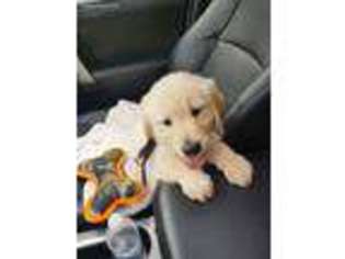 Golden Retriever Puppy for sale in Bulverde, TX, USA