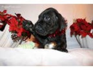 Great Dane Puppy for sale in Gainesville, FL, USA