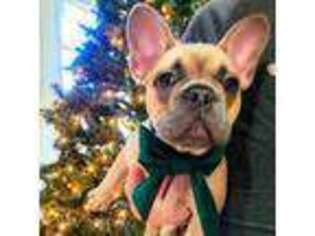 French Bulldog Puppy for sale in Deer Lodge, TN, USA