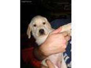 Labrador Retriever Puppy for sale in Calverton, NY, USA