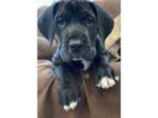 Great Dane Puppy for sale in Mountain Iron, MN, USA