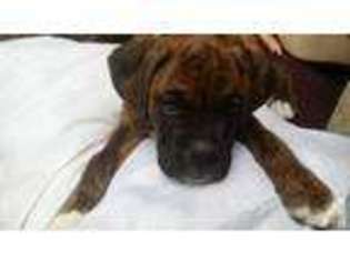 Boxer Puppy for sale in AUBURN, WA, USA