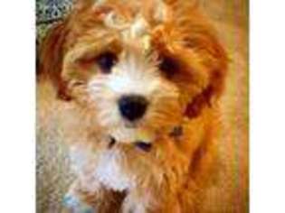 Cavachon Puppy for sale in Lisbon, OH, USA
