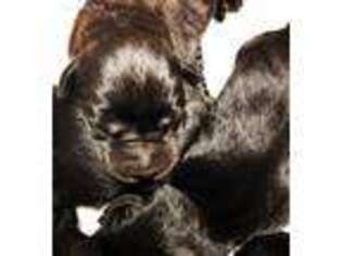 Labrador Retriever Puppy for sale in Oxford, MS, USA