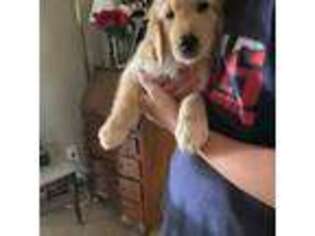 Golden Retriever Puppy for sale in Houston, TX, USA