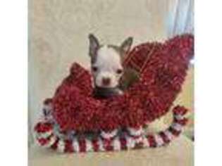 Boston Terrier Puppy for sale in Palm Harbor, FL, USA