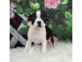 Boston Terrier Puppy for sale in Warsaw, IN, USA