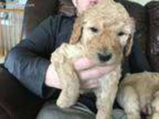 Goldendoodle Puppy for sale in Pleasantville, IA, USA