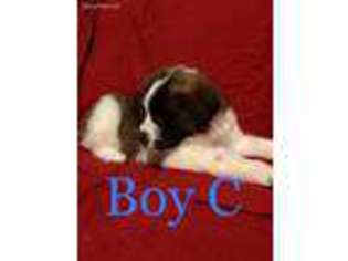 Saint Bernard Puppy for sale in Billings, MT, USA