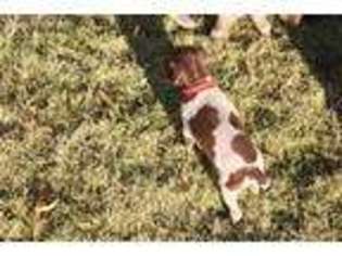 German Shorthaired Pointer Puppy for sale in Greensboro, GA, USA